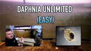 How I Raise Daphnia Water Fleas And You Can Too [upl. by Einohpets]