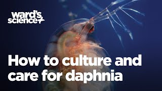 Caring and Culturing for Daphnia [upl. by Etteuqram]