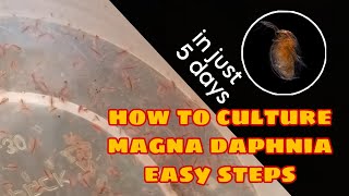 How to Culture Magna Daphnia Easily [upl. by Egiedan]