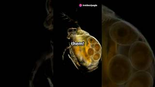 How to culture Daphnia for your Aquarium [upl. by Ern843]