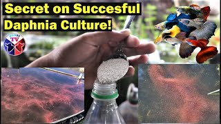 How to Culture Daphnia Successfully [upl. by Aikemahs]