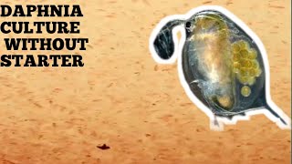 HOW TO CULTURE DAPHNIA NATURALLY WITHOUT A STARTER [upl. by Sirromal404]