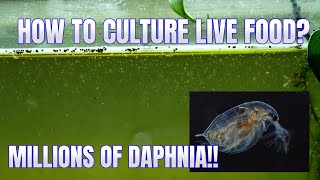 How to Culture Daphnia Secret Method to Breed MILLIONS  Simply Aquatic [upl. by Tillie]