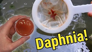 How I Culture Daphnia In Outdoor Tubs [upl. by Lombard]