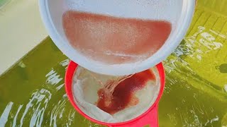 How to culture daphnia  Daphnia culture  How to grow daphnia outdoor [upl. by Nesaj]