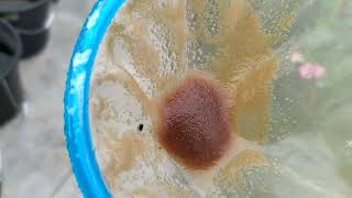 How to culture daphnia moina in a small container Part 1 English Subtitle [upl. by Arquit]