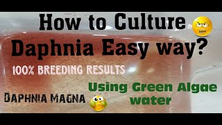 Daphnia MagnaHow to Culture Daphnia Easy wayCulturing Daphnia using Green water Daphnia [upl. by Hestia]