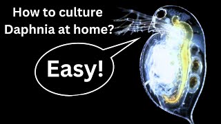 BEST Live Fish Food Beginner guide How to Culture Daphnia at home [upl. by Mallis]