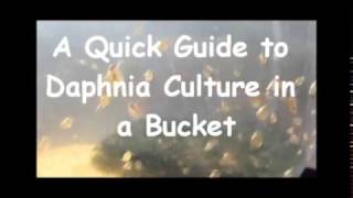 How to culture daphnia outside [upl. by Malin364]