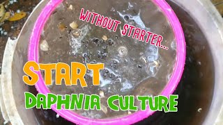 How to culture daphnia moina the easy way 1  Starting the Daphnia culture [upl. by Hellene]