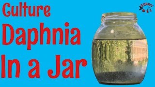 How to Culture Daphnia in a Jar [upl. by Assina637]