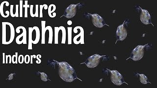 How to Culture Daphnia [upl. by Norek343]