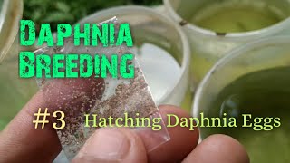 Daphnia Culture made simple and easy 3  Hatching Daphnia eggs [upl. by Obola440]