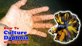 How to Culture Daphnia with ZERO Cost  Unlimited Live Food For Our Fish [upl. by Anirahs735]