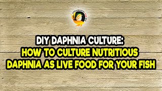 DIY Daphnia Culture How to Culture Nutritious Daphnia as Live Food for Your Fish [upl. by Nashoma]