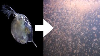 How I Culture Daphnia [upl. by Tirb216]