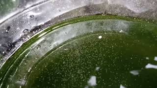 DAPHNIA MOINA CULTURE IN A SMALL BUCKET [upl. by Lippold]