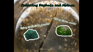 How To Culture Daphnia and Moinas using Green Water Spirulina powder [upl. by Naji]