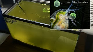 Raising Daphnia for the Freshwater Aquarium [upl. by Nivra]