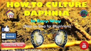 HOW TO CULTURE DAPHNIA In Easy Way [upl. by Pastelki]